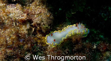 On the north wall of Roatan, 12/07 by Wes Throgmorton 